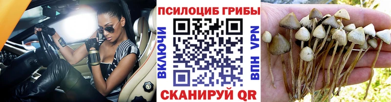 наркота  Урус-Мартан  Псилоцибиновые грибы Psilocybine cubensis 